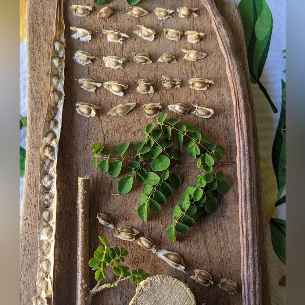 25 count Moringa seeds